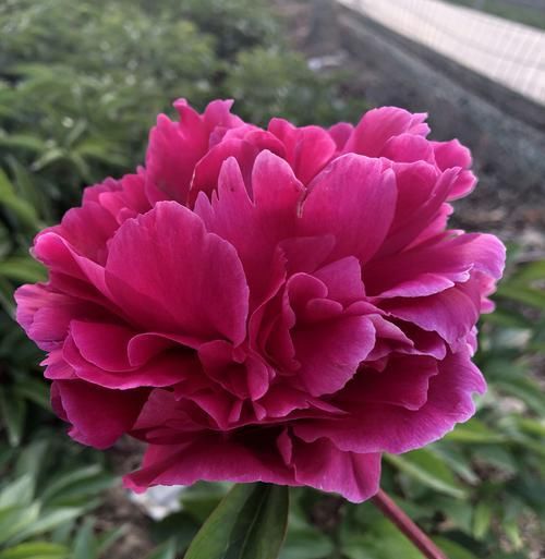  [牡丹]芍药花和牡丹傻傻分不清楚？芍药的花苞很大就是不开花怎么办呢？