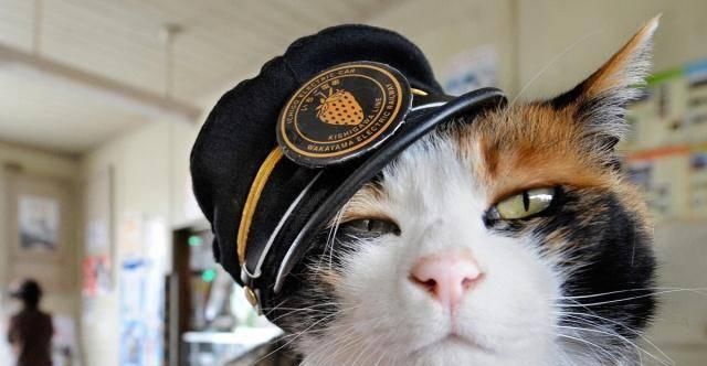  『猫咪皮毛』三花猫几乎都是母猫，这是都市传说，还是真实存在的现象呢