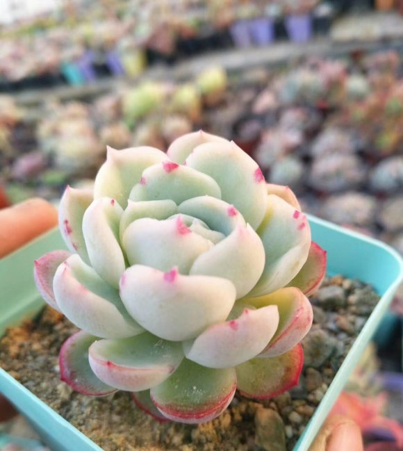 多肉浇水:多肉植物根黑腐的原因是什么