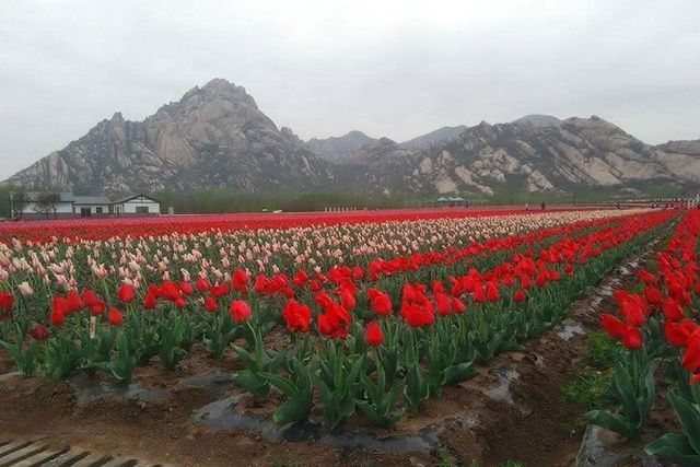  「鲜花」比种1亩粮食收入高3-5倍，看着鲜花就能赚钱，你们村可