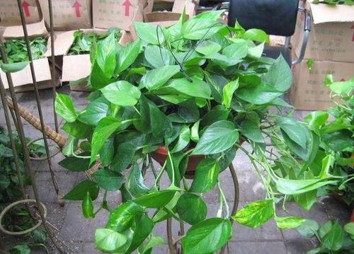 「甲醛」6种花，不养花的也要选一盆，净化空气吸甲醛，摆在角落也疯长