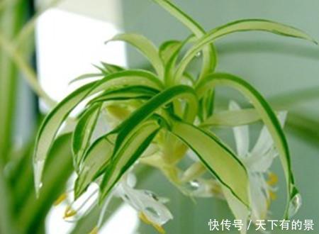  「容错过」喜欢室内养护花卉，以下3种绿植不容错过，长势茂盛，叶片翠绿