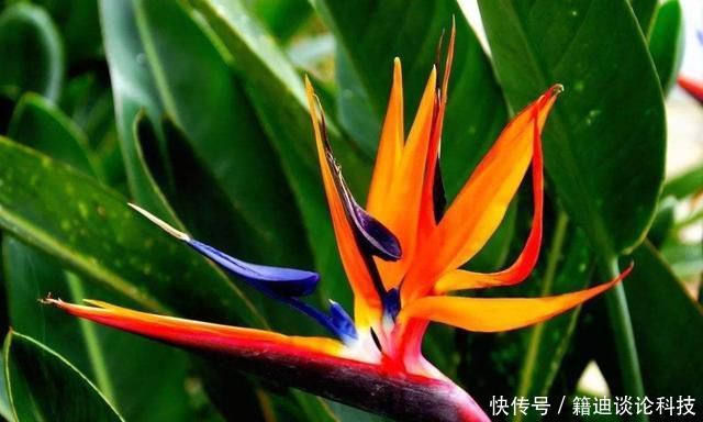  『韵味』3种花形态各异，颜色鲜艳形象生动，绚丽多彩抓人眼球，充满韵味