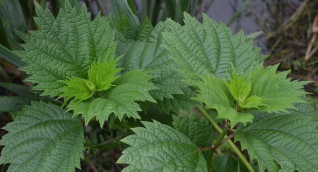 农村野外才有的植物，过去农民不重视，如今被称为“百草之王”