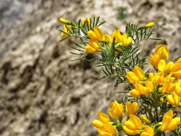  「大熊猫」植物界的“大熊猫”你见过吗？这两天在新龙开花了