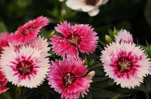 「花园」养花不如养这几款花,花朵稠密,一言不合就爆盆,阳台变浪漫花园
