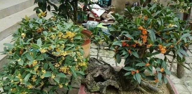  『栀子花』在家养盆景，用“3种植物”最好，3年就能养成，比一般盆景更美