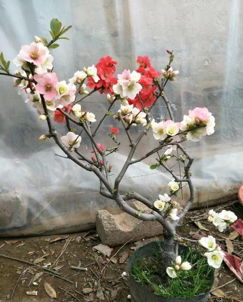  『常见』海棠树盆景桩头叶子发黄，枯枝萎靡不振怎么办？生桩和熟桩不一样