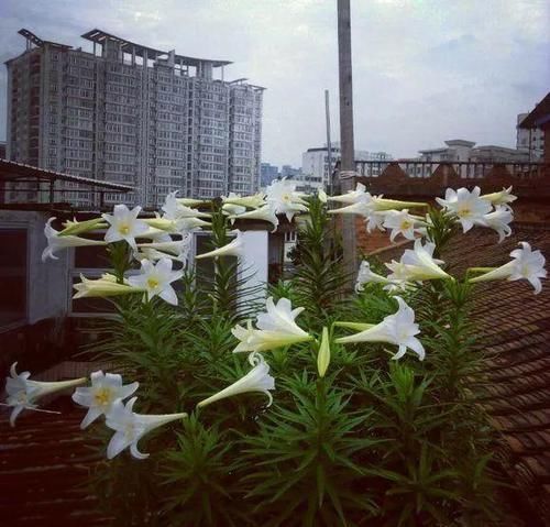 #花盆#开败的百合这样一处理,能长一缸的小球,花盆都不够用!
