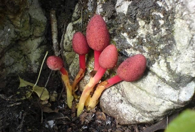  『红冬蛇菰』一斤200元，一年采摘不到10斤，至今无法种植，农民：全凭运气