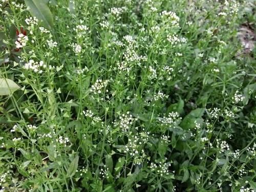 头疼:这种野菜开花是个宝,三月三用它煮鸡蛋,一年不头疼