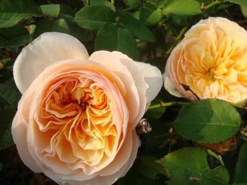  #养护#此款世界名花，开花漂亮，养护容易，是家庭盆栽佳品！