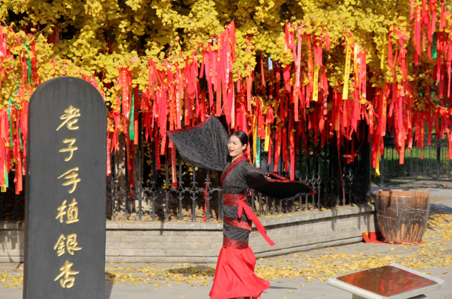 2600年前老子种下的银杏树,长成了中国地图,美出了天际!