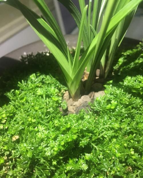  『管不住手』养兰花总是乱浇水？盆面铺上翠云草，好看又能管住手，浇水好轻松