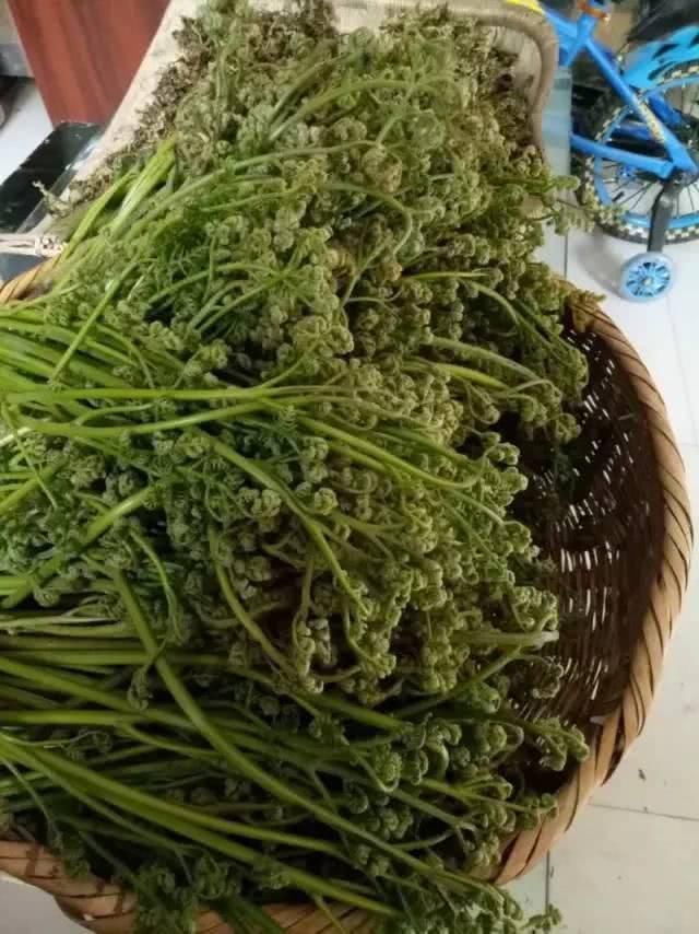 甘肃礼县的这些野菜！认识的都是有故事的人