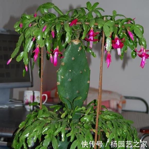  『够开』老花匠养“蟹爪兰”，用上这3个“小套路”，一年能开“2次花”！