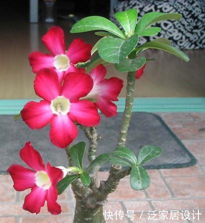  [阳台上]“阳台”养什么花卉好？能选择的很多，但此3点“硬道理”是基础