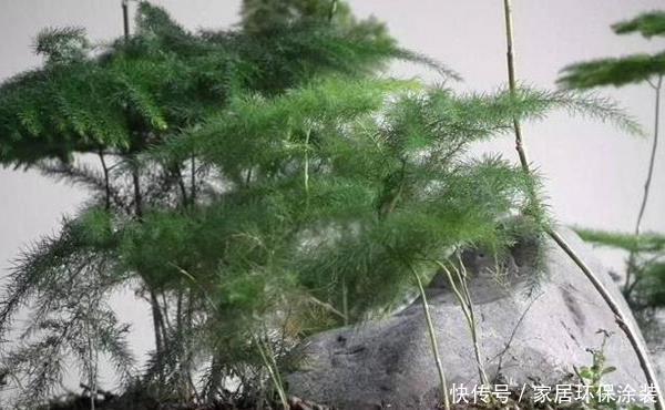  很好：文竹很好养，但有几点必须要注意，不然黄叶、徒长的问题就来了！