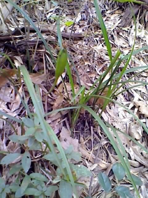 在山上能不能找到好兰花,就要看你懂不懂这些“小技巧”了!