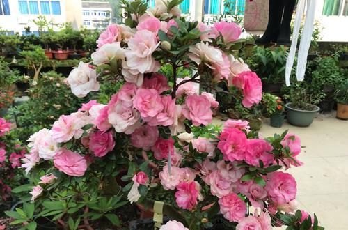  『晒伤』怎样判断杜鹃花黄叶掉叶是被强光暴晒造成的？晒伤的杜鹃花怎么办