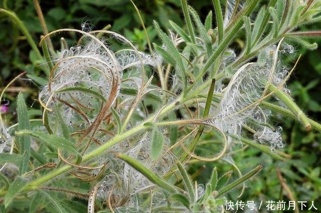 农村一种野草，人称“地母怀胎草”，对女人有好处，还是牙痛良方