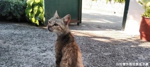 奶奶■瘦弱老猫流浪多年,因一碗剩饭而“隐居”村庄,每天凌晨叫醒奶奶