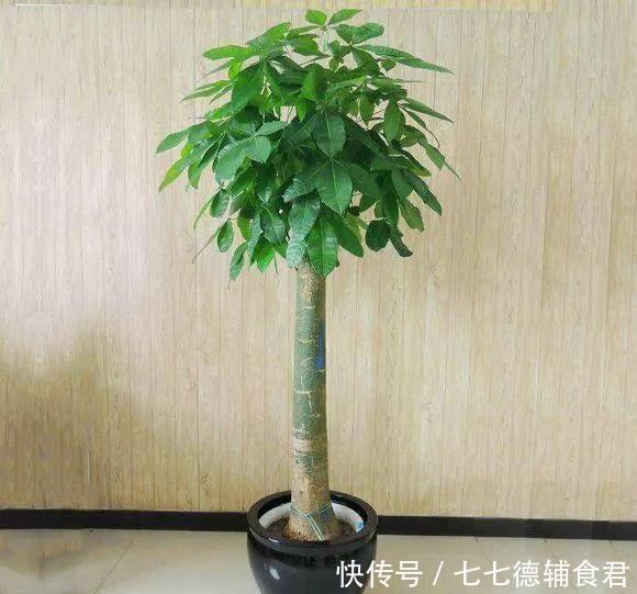  [冬季室内]离过年只剩十几天，这15种花年味十足，再不准备就迟了