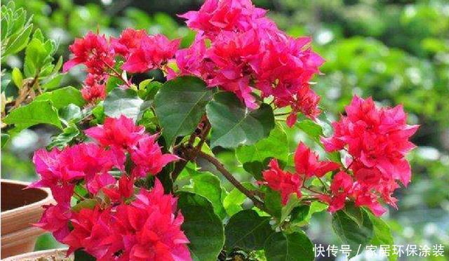  光照@三角梅总是不开花，除了养护原因，还有一个问题才是“关键”！