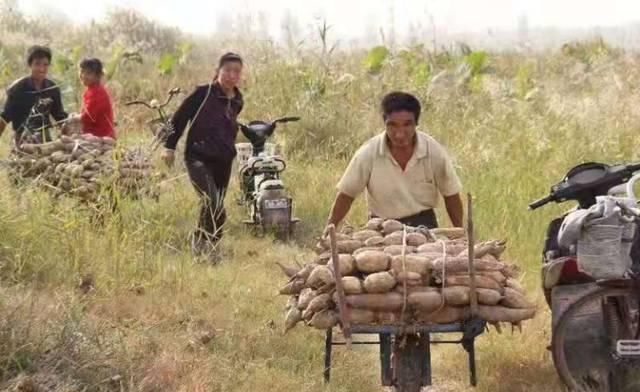  莲藕：亩产6000斤，市场一斤卖4元，6700万斤滞销，菜农急得到处