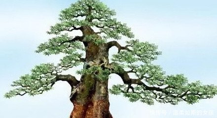 盆景艺术的五大流派，增加了不少知识，学会算是赚到了！