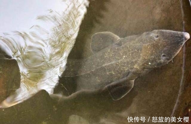  钓友：老家小河里，钓起这种鱼，钓友说是长江珍稀物种，味道鲜美
