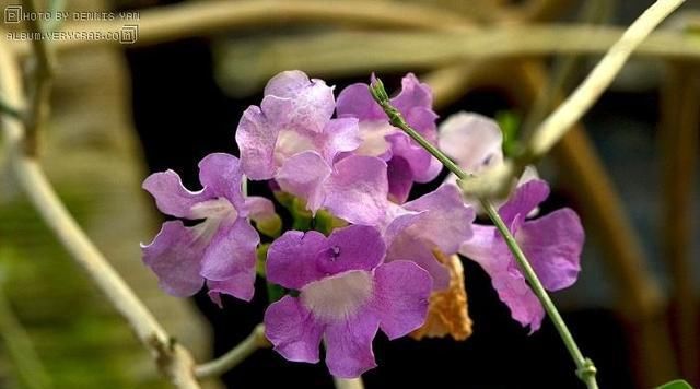  植物|这种花半年长2米，花开千朵，没有虫害，超级好养，你养过吗？