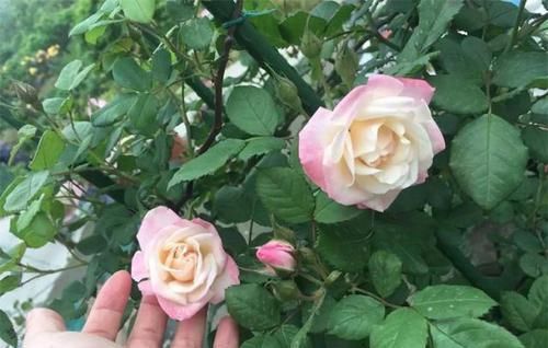  【盆土干透】不论是养什么花，正确浇水才是王道，这些“套路”，不烂根不黄叶