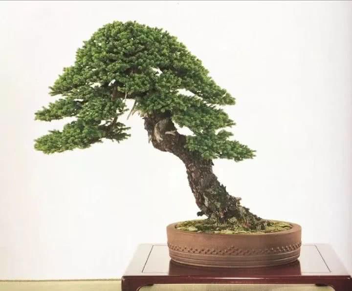 『感悟』盆景人感悟:勤奋,成就生活之美!