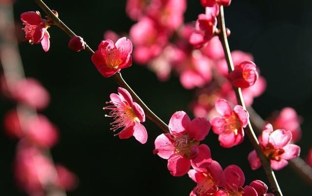  『养花』喜欢养花，就养盆“菊中珍品”菊渊雅韵，似美人起舞，温婉典雅