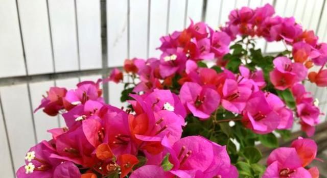  「三角梅」养三角梅,记住这几点,花芽不断冒,全年开花不间断,一茬接一茬