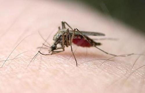辟谣：蚊子在吸血时拍死蚊子，真的会死人吗？