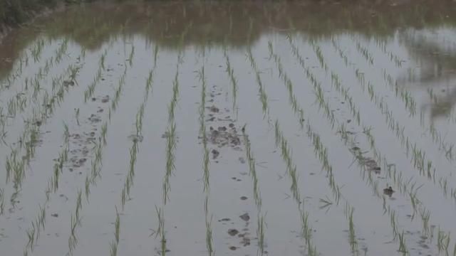 小伙发明“背式”插秧机，一个小时插秧2亩地，成本200元