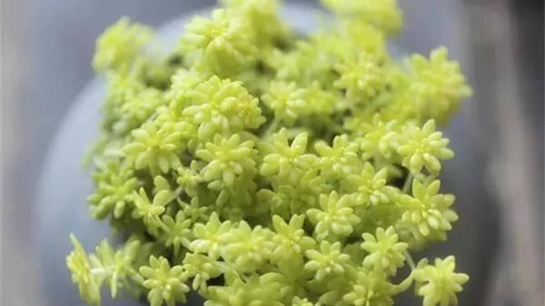  【搜罗】史上最全“懒人植物”大搜罗，看看哪盆才是你的心头好