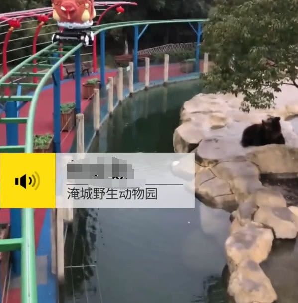 游客喂棕熊食物,错将手机当苹果扔出,工作人员这样回应