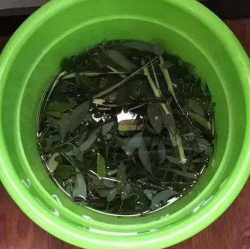 『路边』乡间趣事!路边捡的“3种废料”,转身就成“养花宝”,养花再也不怕烂根了