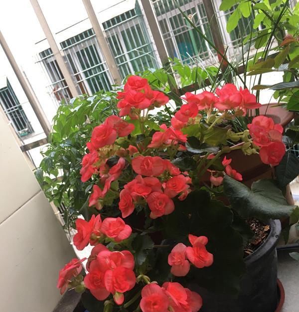 海棠:夏天如何养好丽格海棠?教你几招,可使安全度夏,花开不停