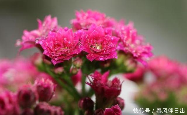  家里|3种花适合家养，开花漂亮颜色丰富，家里养一盆，养花更养人