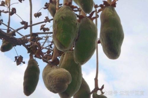  「中国」寿命5000年的非洲“生命之树”，可当房子住可取水喝，