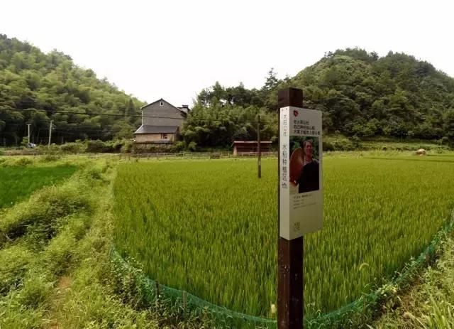 他在杭州打造了一个全中国最美的猪圈！纽约时报都报道了