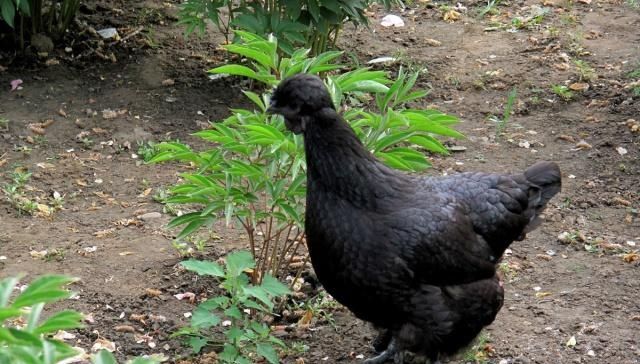  肉鸡：农村养殖乌鸡的为何那么少？