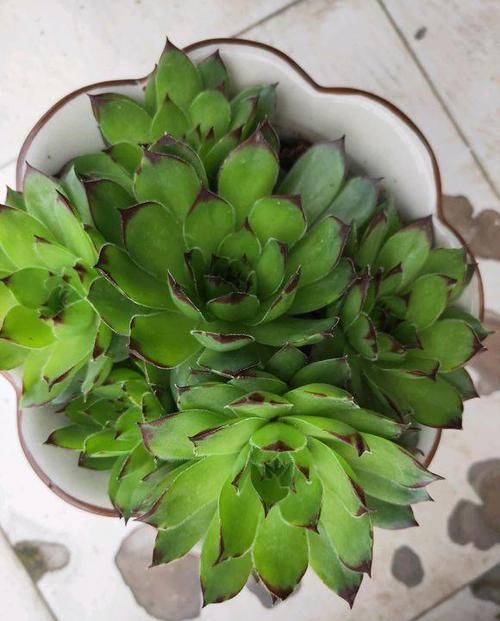 #植物#这“三种”植物容易繁殖,小嫩苗有水就能活