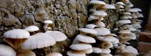  适合@2020年适合农村年轻人的创业项目，也许其中有的项目适合你做