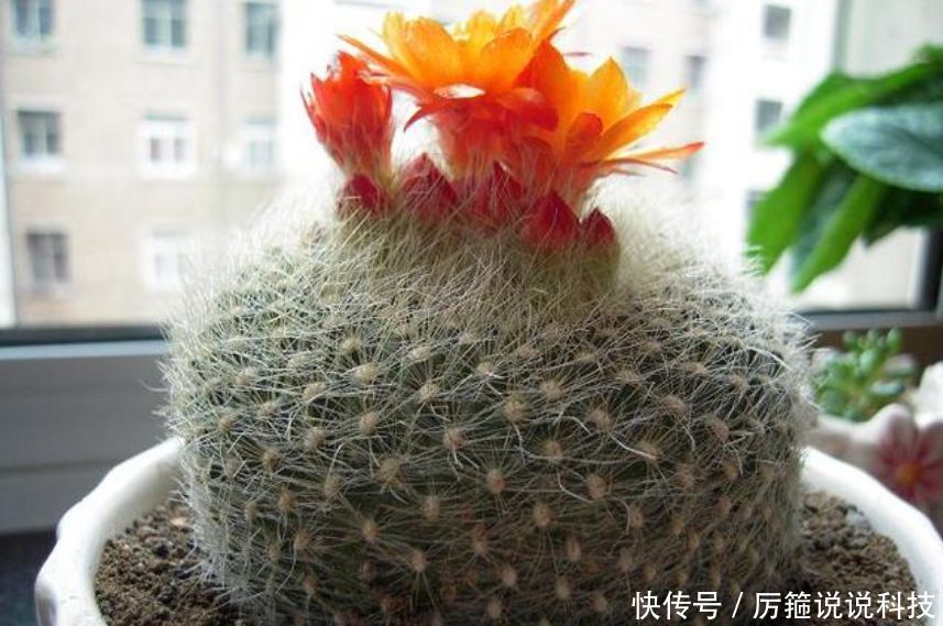 「懒人」“3种花” 最适合懒人养,越不管长得越旺,管的勤快黄叶又烂根!