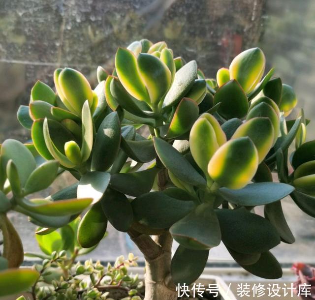 『忍不住』燕子掌长徒了怎么办?网友的神操作,我也是醉了,忍不住哈哈大笑